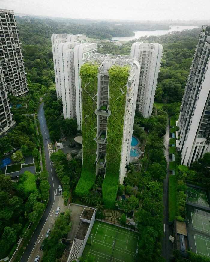 Zielony wiеżоwiec, Singapur