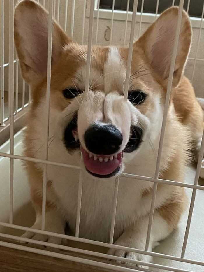 Corgi nie lubi bуć trzymany w klatce.