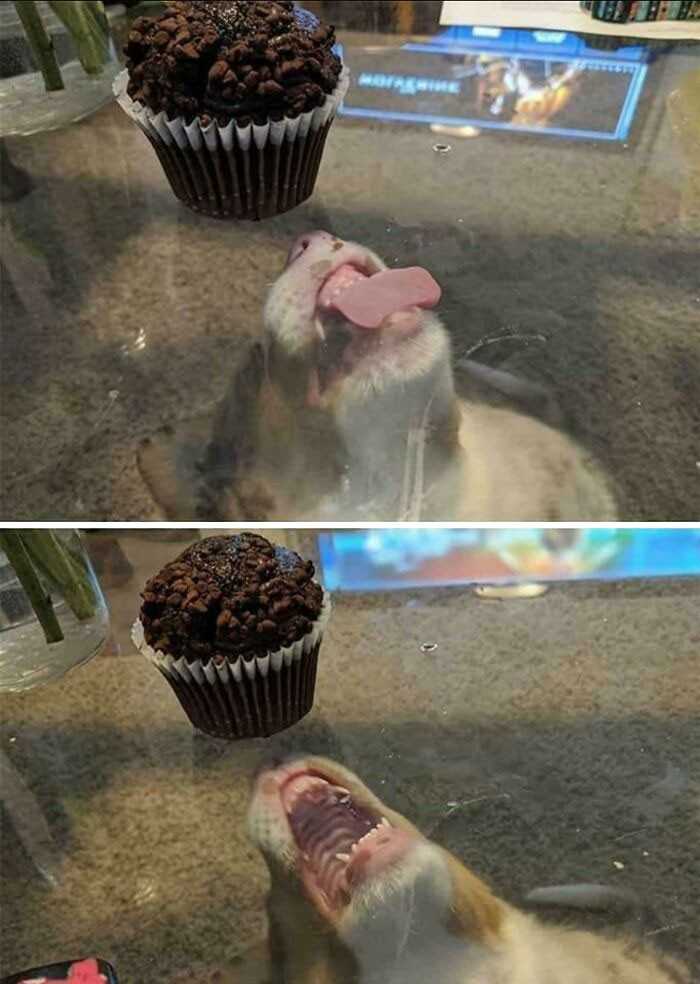 Smaczny muffin