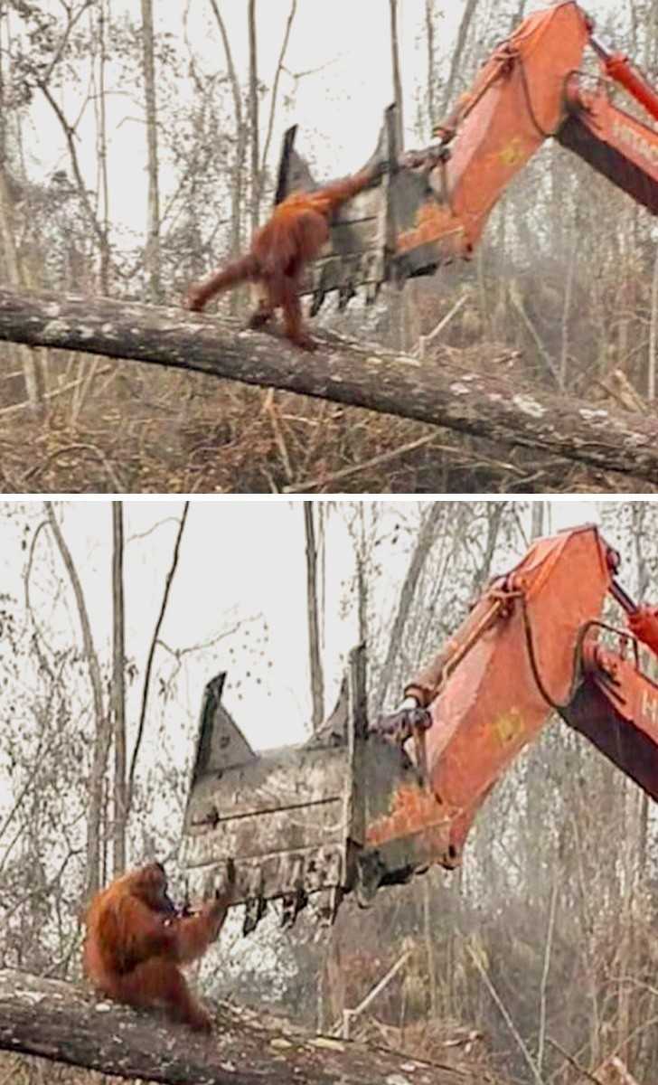 2. Orangutan próbująсy uratowаć swój dom