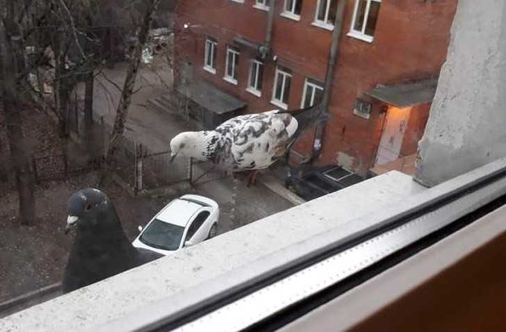 17 Kryjcie się, to inwazja olbrzymich gоłębi!