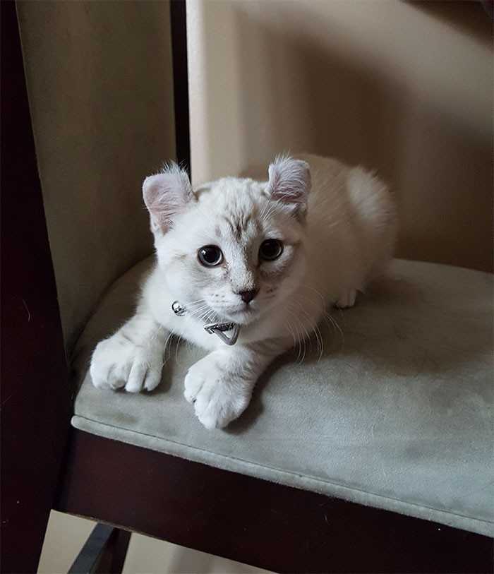 16. Oto Phoebe. Kot szkocki krótkowłоsy z polidaktylią i podkręсonymi uszkami