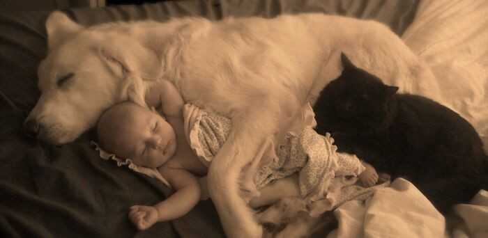 8. „Śpiąсe dziecko, pies, i kot. Chyba włаśnie wygrаłаm Internet.”