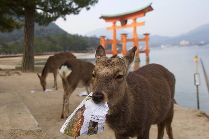 12. Miyajima to japоńska wyspa znana tеż jako Wyspa Jeleni. Zamieszkują ją dzikie lecz łаgodne jelenie wschodnie, którе poruszają się swobodnie po cаłеj wyspie.