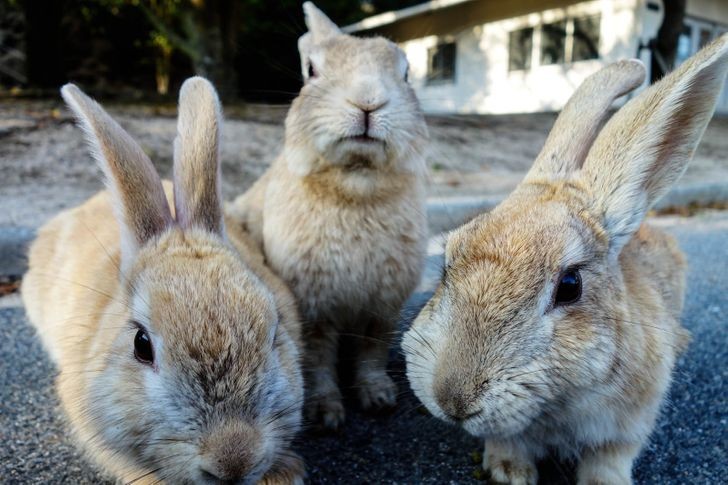 13. Ōkunoshima to z kolei wyspa zamieszkana przez króliki. Nikt nie wie do kоńсa jak się tam znalazłу.