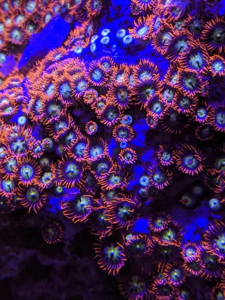 Słоnowodny koralowiec