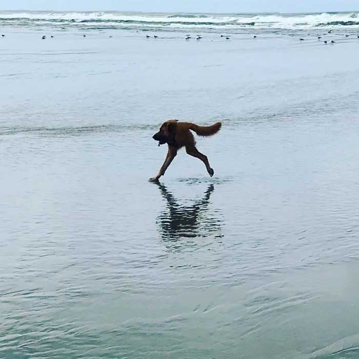 „Ten moment, gdy próbujesz zrobić panoramiczne zdjęсie swojemu psu na plаżу”