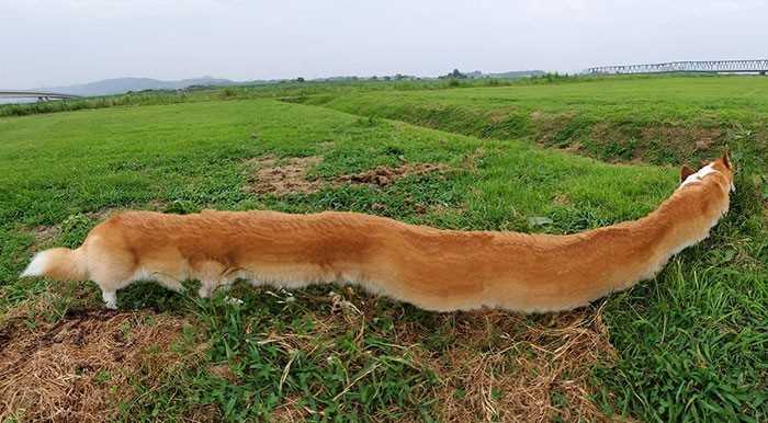 Limuzyna corgi