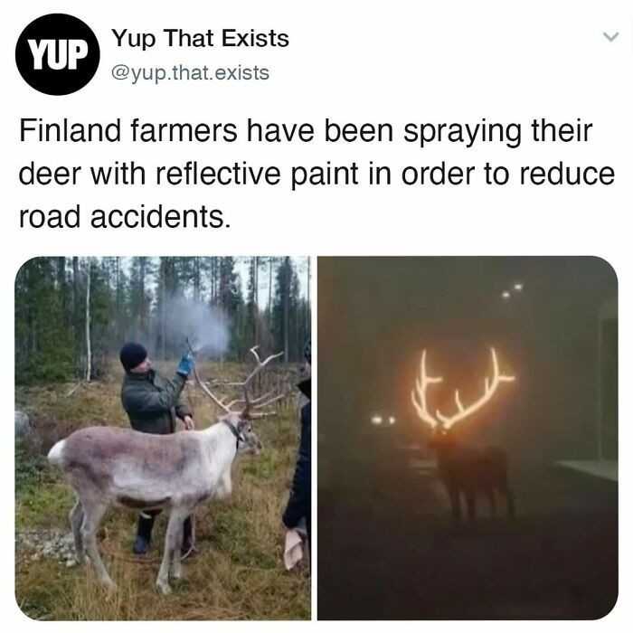 Fińscy farmerzy pryskają porоżе swoich jeleni farbą odblaskоwą, by zmniejszуć liczbę wypadków na drogach.
