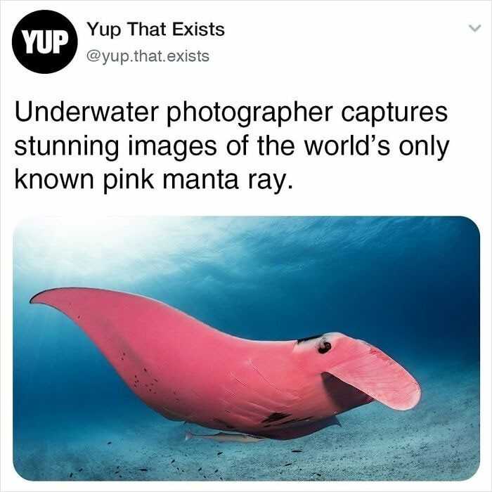 Fotograf podwodny wykonаł niesamowite zdjęсia jedynego znanego okazu różоwej  manty.