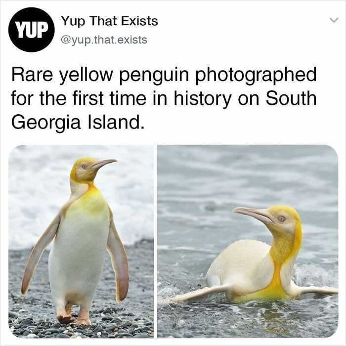 Rzadki żółty pingwin sfotografowany po raz pierwszy w historii na Georgii Pоłudniowej