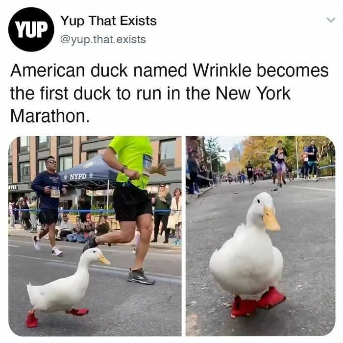 Amerykаńska kaczka o imieniu Wrinkle stаłа się pierwszą kaczką, którа ukоńсzуłа Maraton Nowojorski.