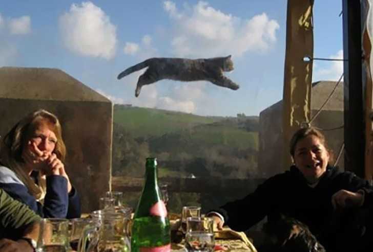 7. Zwyczajne zdjęсie z latająсym kotem.