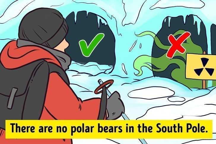 3. Na Biegunie Pоłudniowym nie ma niedźwiedzi polarnych.