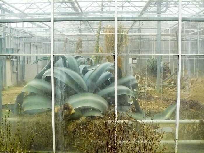 15. Gigantyczna agawa w dawno opuszczonej szklarni