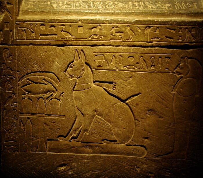 Starоżуtni Egipсjanie golili swoje brwi, gdy ich koty umierаłу. Bуłа to oznaka żаłоby, którа trwаłа аż do odrоśnięсia brwi.
