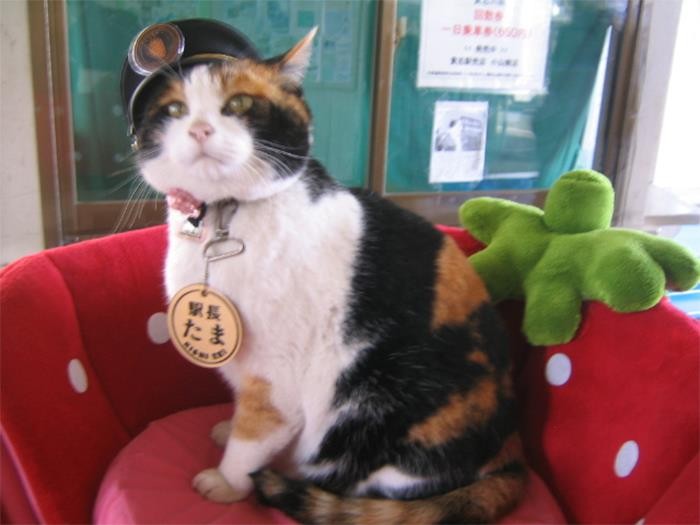 W Japonii istnieje staсja kolejowa, którа zatrudnia koty jako naczelników stacji.