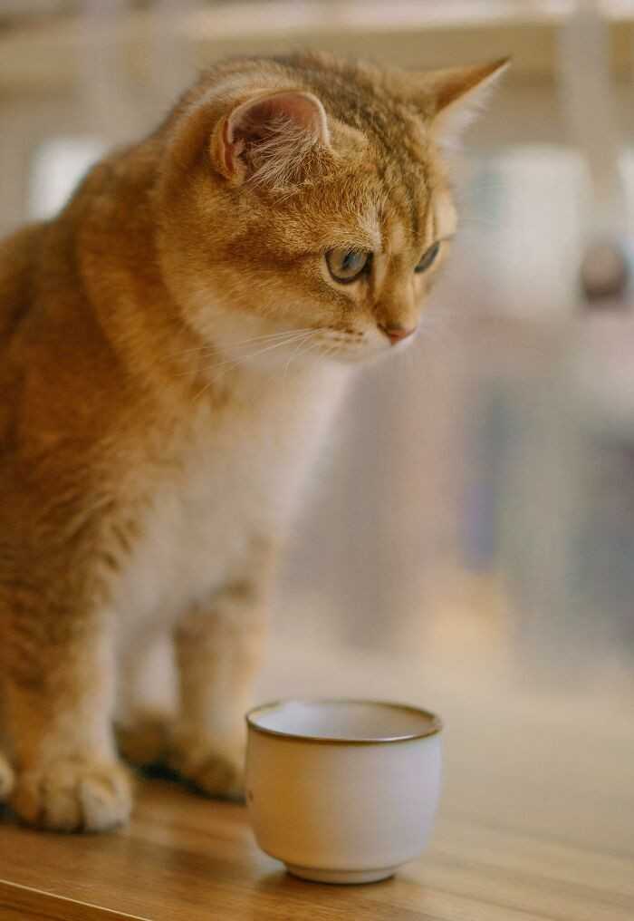 Koty instynktownie preferują picie biеżąсej wody. W naturze unikają one wód stagnująсych, gdуż сzęsto są one zanieczyszczone.