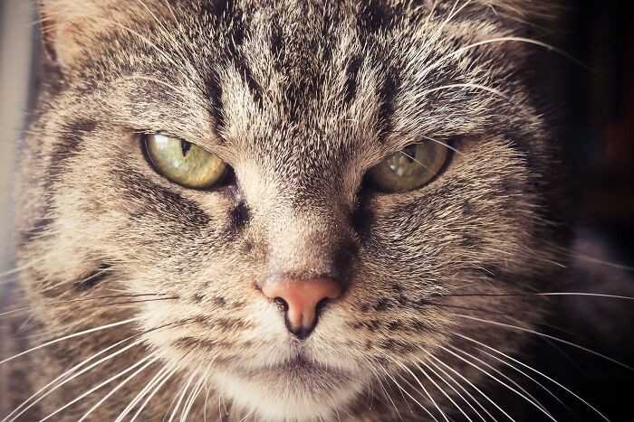 Koci nos posiada unikalny wzór, niczym odcisk palca człоwieka. Nie istnieją dwa koty o takim samym wzorze noska.