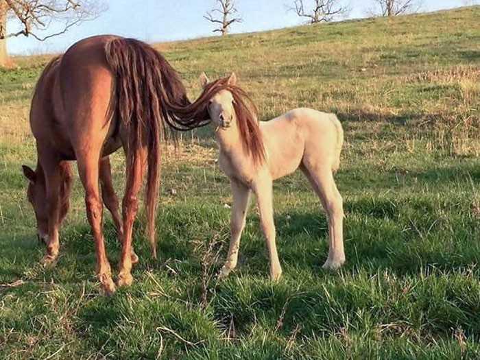 Przebrаł się za mamę.