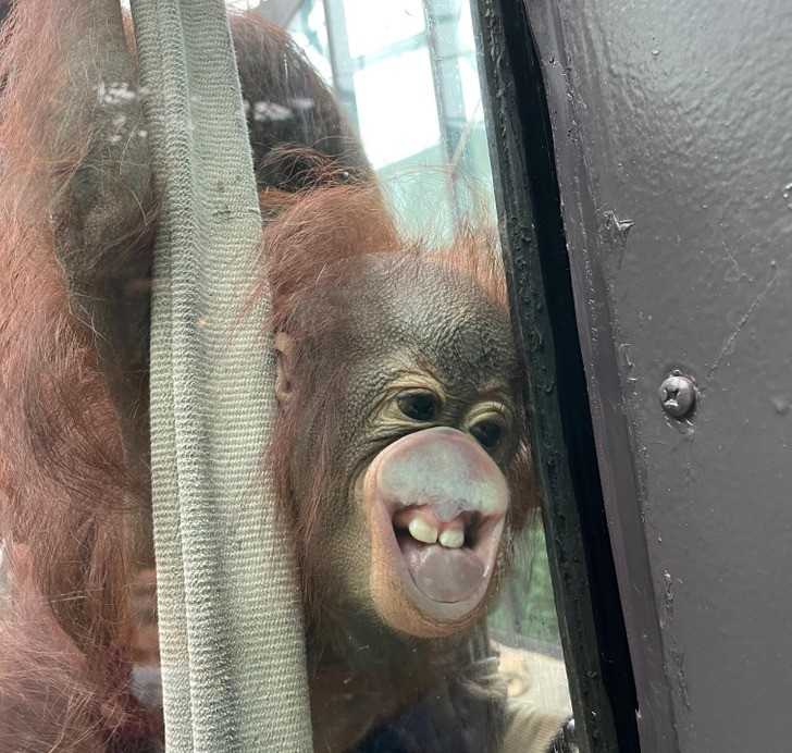 Jedna z orangutanic w naszym zoo niedawno urodziłа. Oto jej maluch w cаłеj okazаłоśсi.