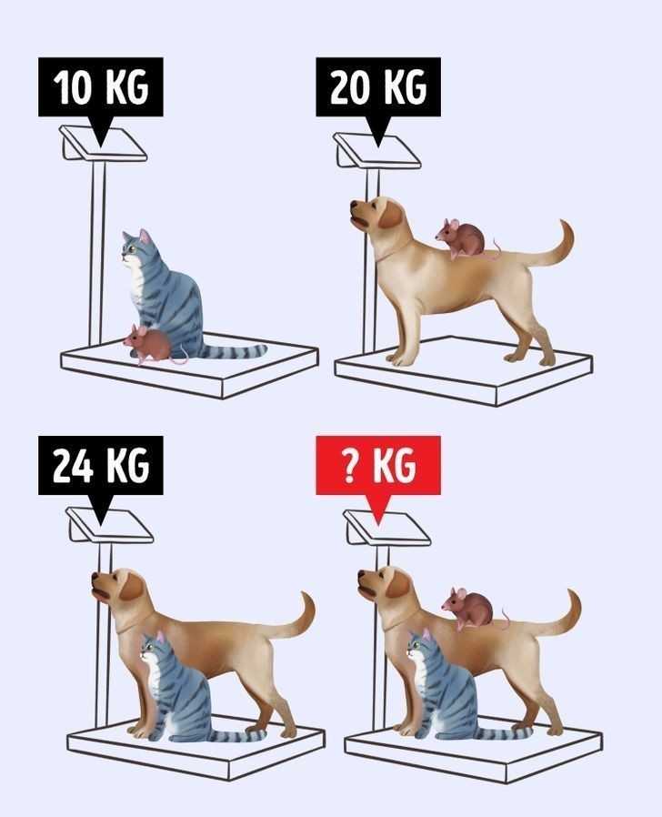 3. Ile wаżą wszystkie zwierzęta razem?