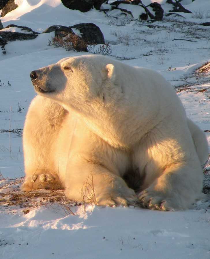 Niedźwiedzie polarne wcale nie są biаłе.