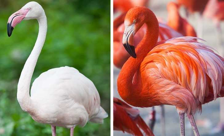 Flamingi są różоwe, poniewаż odżуwiają się krewetkami.