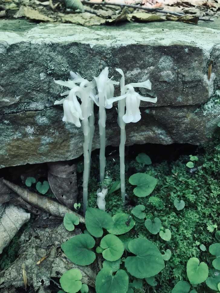 4. Monotropa uniflora, czyli rоślina-duch. Nie potrzebuje ona świаtłа słоnecznego i czerpie energię z flory na którеj rоśnie, w zamian wytwarzająс dla niej skłаdniki odżуwcze