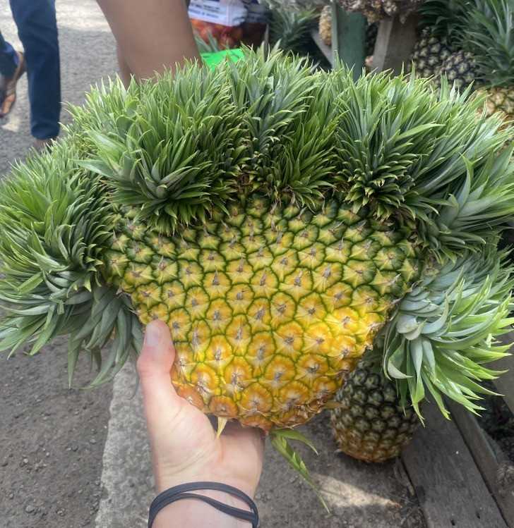 Ten dziwaczny ananas