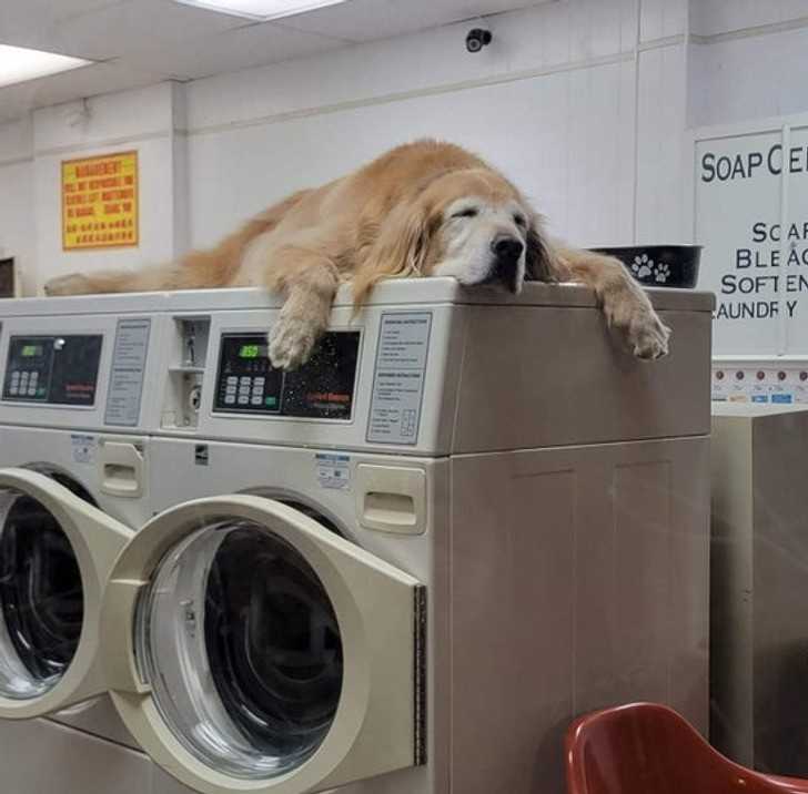 Kаżda pralnia powinna miеć swojego psa.