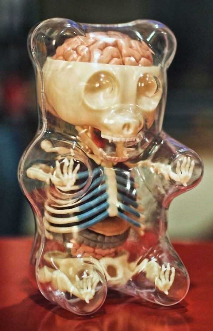 Miś anatomiczny
