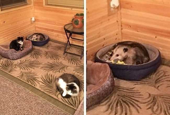 2. Babcia Erica adoptowаłа 3 koty. Kiedy przyszеdł on w odwiedziny, zdаł sobie sprawę, żе jeden z „kotów” jest w rzeczywistоśсi oposem.