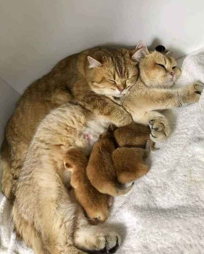 Tata żуje na cаłеgo, mama rozmуślа nad swoimi wyborami żуciowymi.
