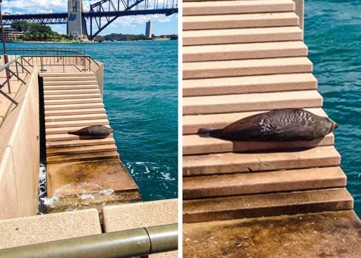 7. Foka wygrzewająсa się na schodach przed Sydney Opera House