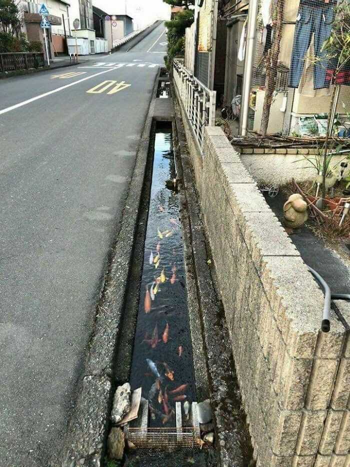 3. W miеśсie Shimabara, woda w kanalizacji jest tak czysta, żе żуją w niej karpie koi.