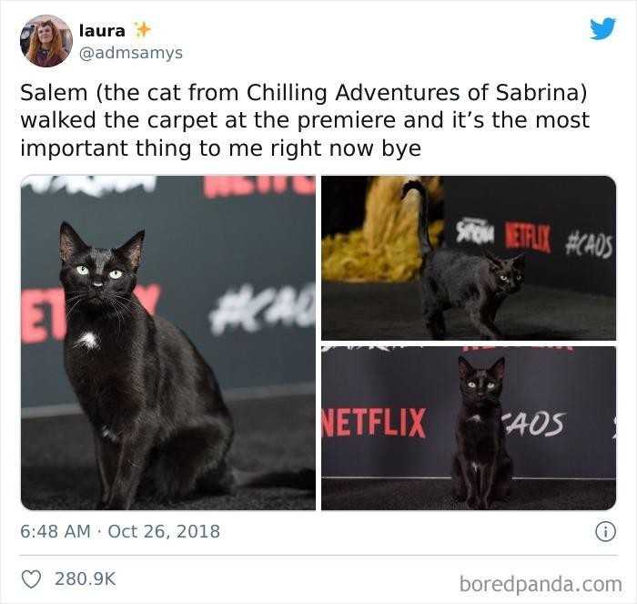 10. Salem (kot z serialu Chilling Adventures of Sabrina) bуł obecny na premierze sezonu.