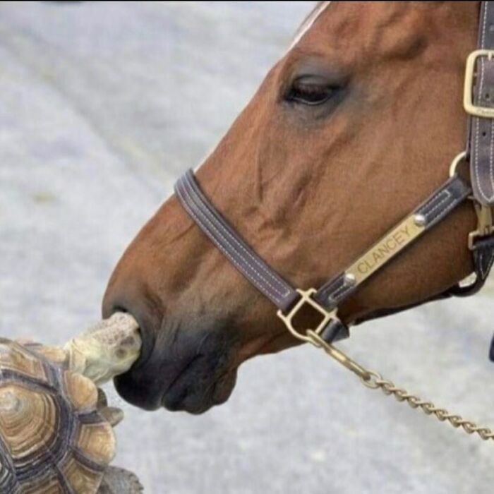 Mam cię w nosie