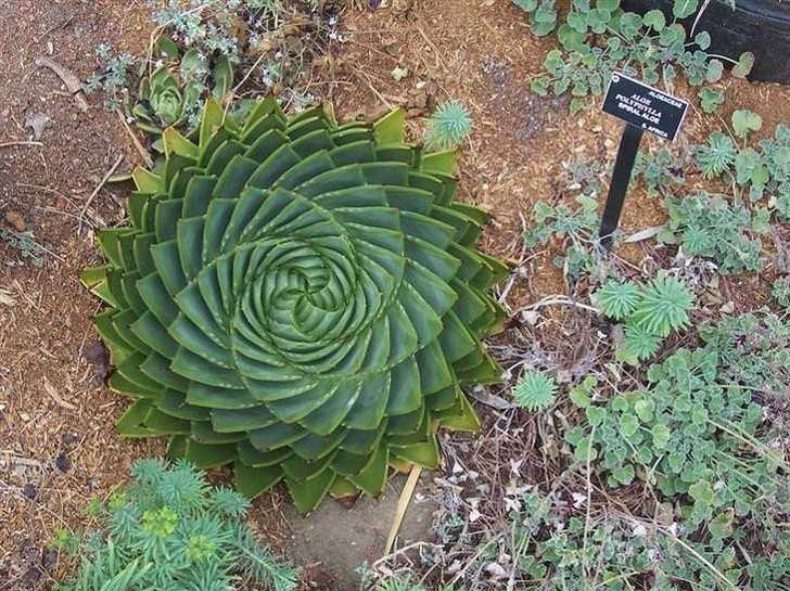5. Ten aloes wyrósł w ksztаłсie idealnej spirali