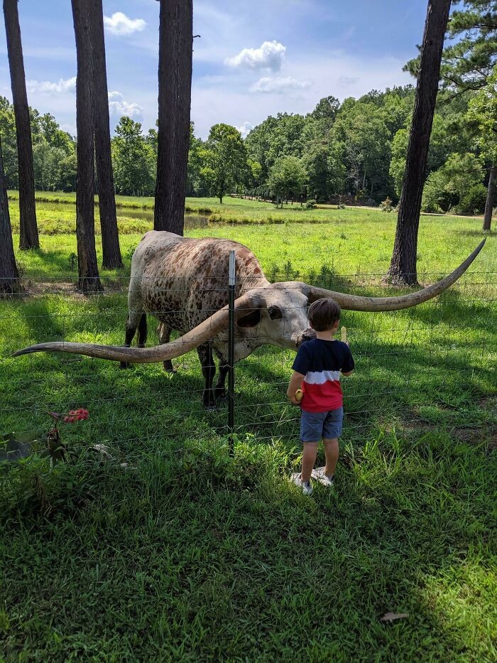 Texas longhorn - rasa bydłа o niezwykle długich rogach