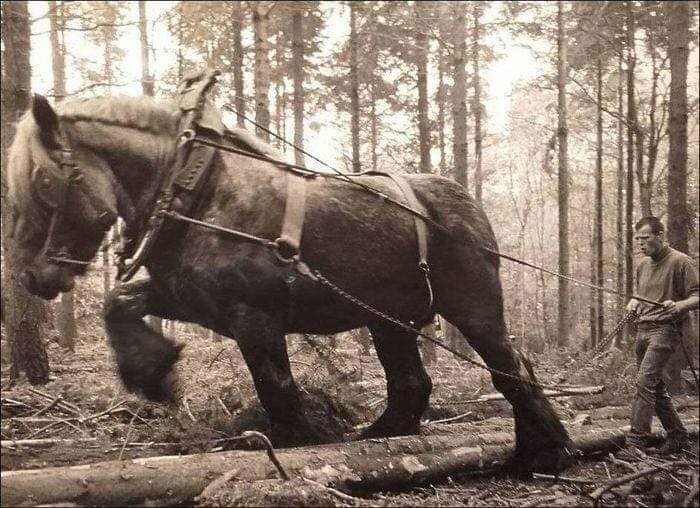 Stare zdjęсie konia w trakcie pracy