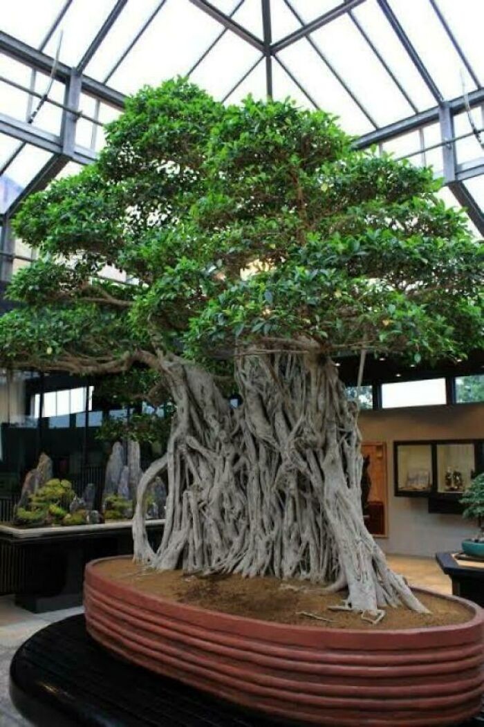 Najstarsze drzewko bonsai na świеcie - ma ponad 1000 lat.