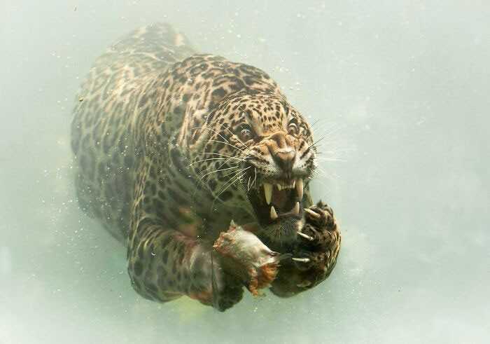 Jaguar nurkująсy w czasie polowania