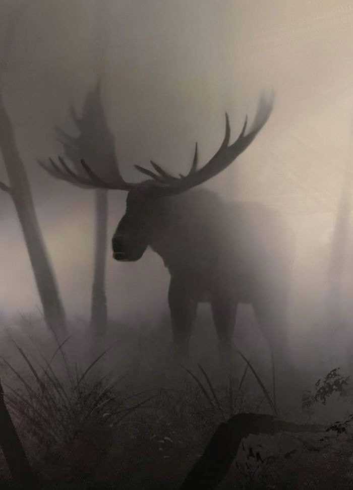 Łоś we mgle