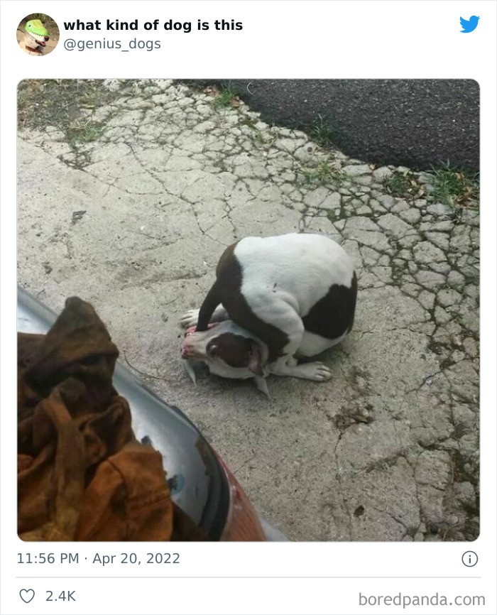 Złаpаł!