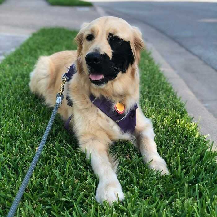 Golden retriever z rzadką czarną łаtką na pysku