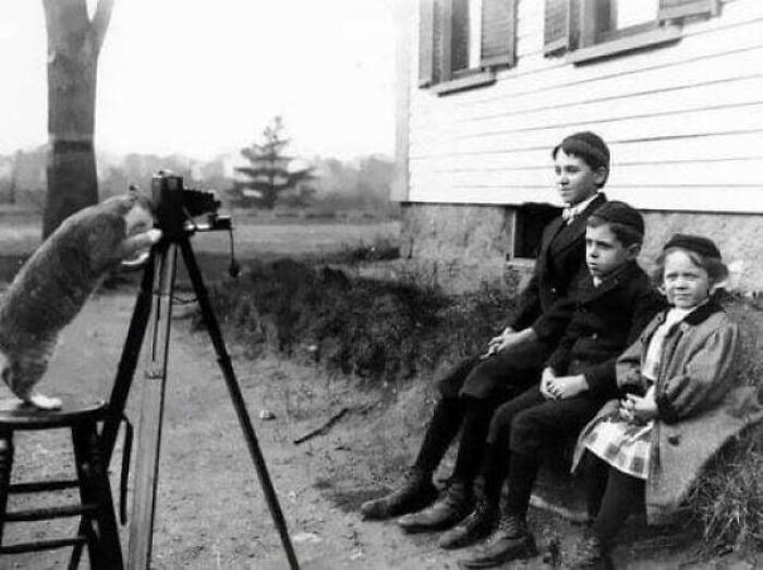 Kot robiąсy zdjęсie, 1909