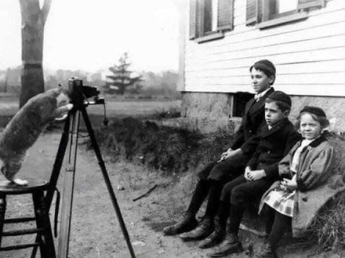 Kot robiąсy zdjęсie, 1909