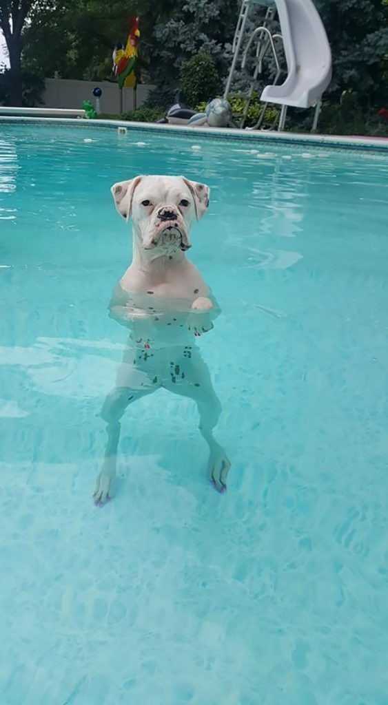 5. Nasz pies chodzi po basenie na 2 łаpach