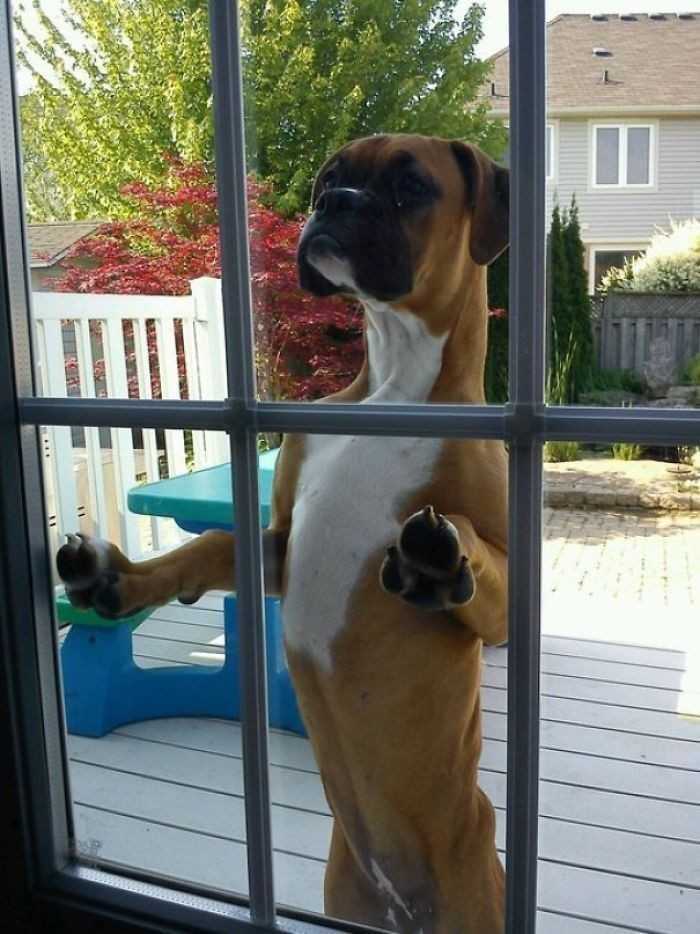 6. „Bokser naszych sąsiadów zagląda do naszych drzwi i czeka аż wypuśсimy naszego psa. Chce się z nim bawić”